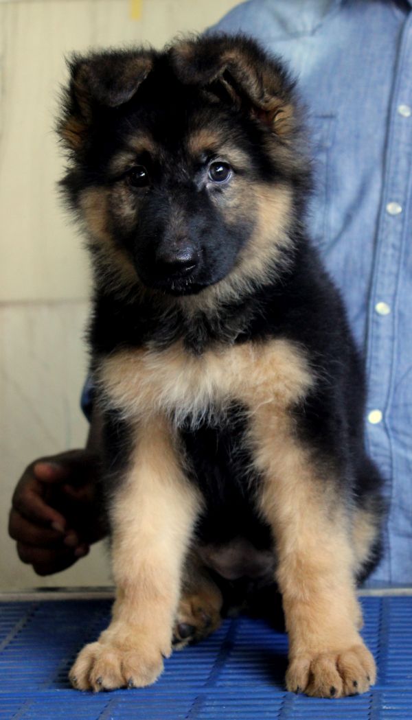 Image of German Shepherd posted on 2022-08-22 04:07:05 from Mumbai